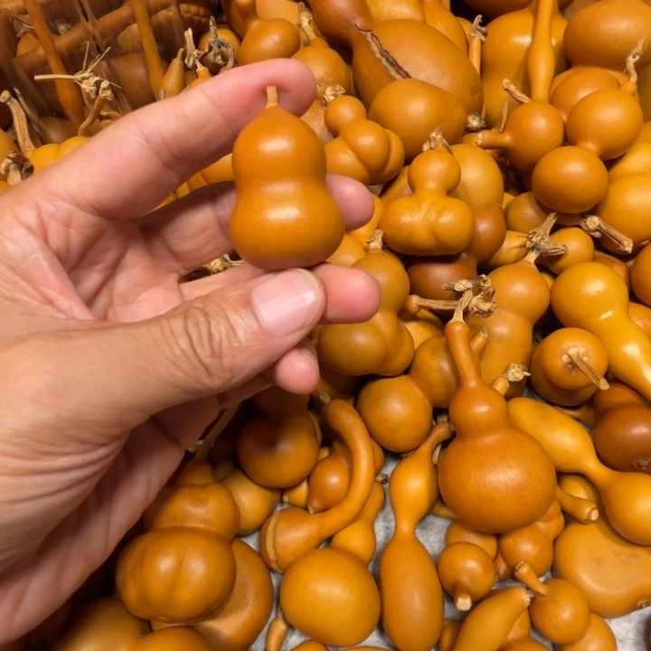 W****WSY的一把胖胖的曹李金葫芦