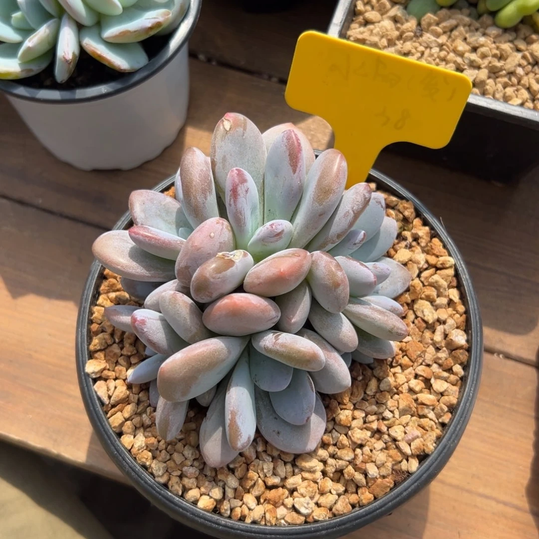 粉兔11111111111111111