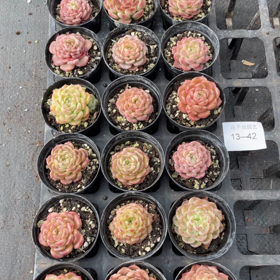 一物一拍18颗13-42