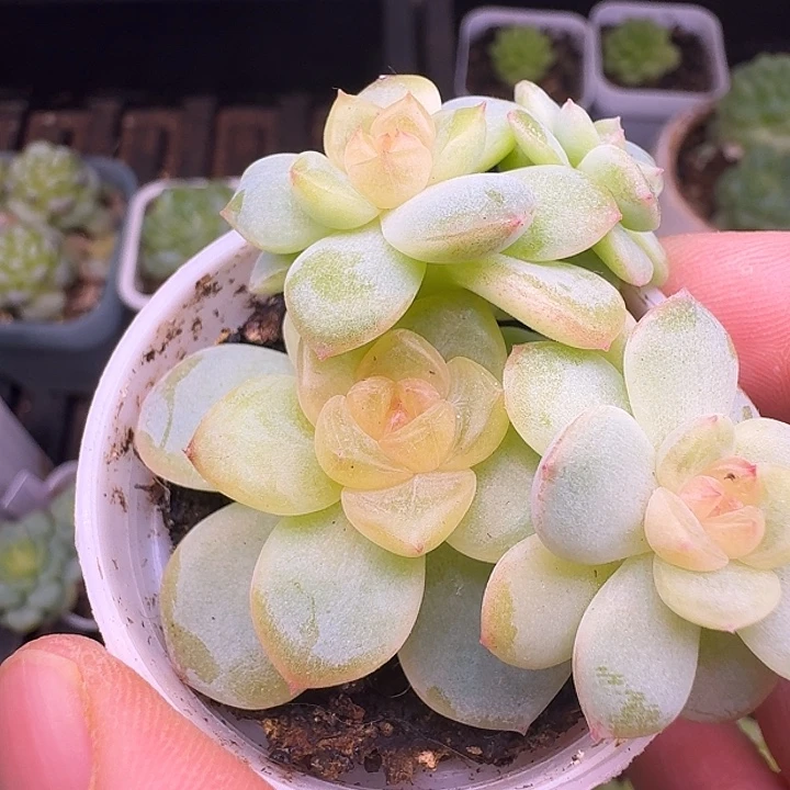 甜心t5000朵朵福利