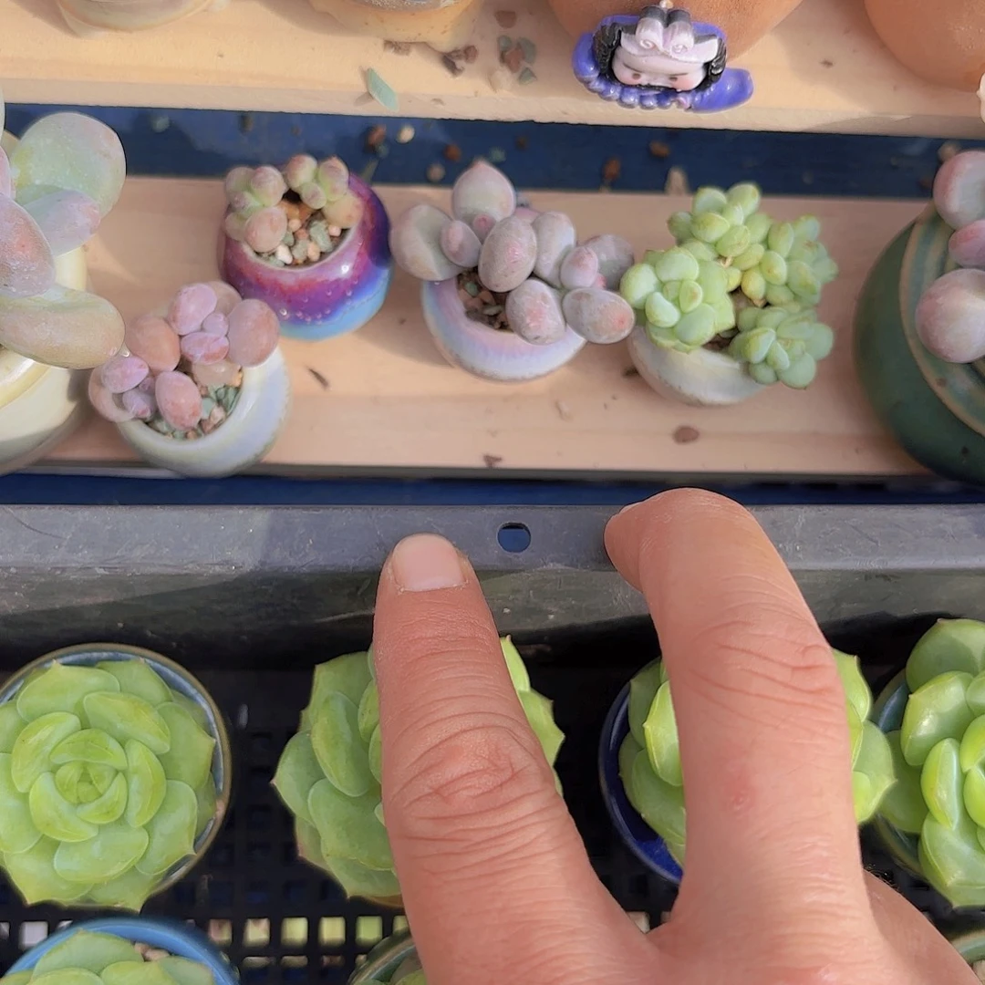 四盆一物一拍1111