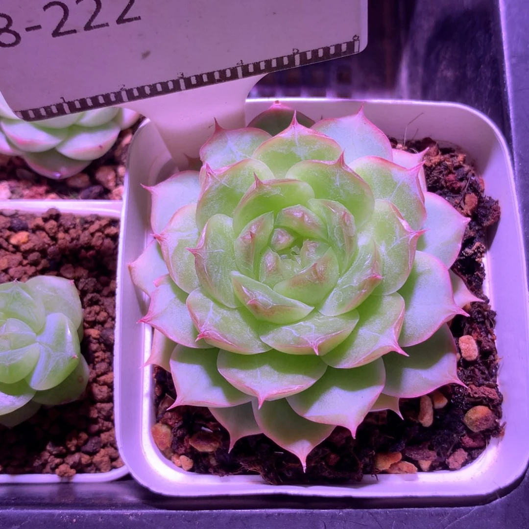 蔷薇珍妮精品多肉58包邮