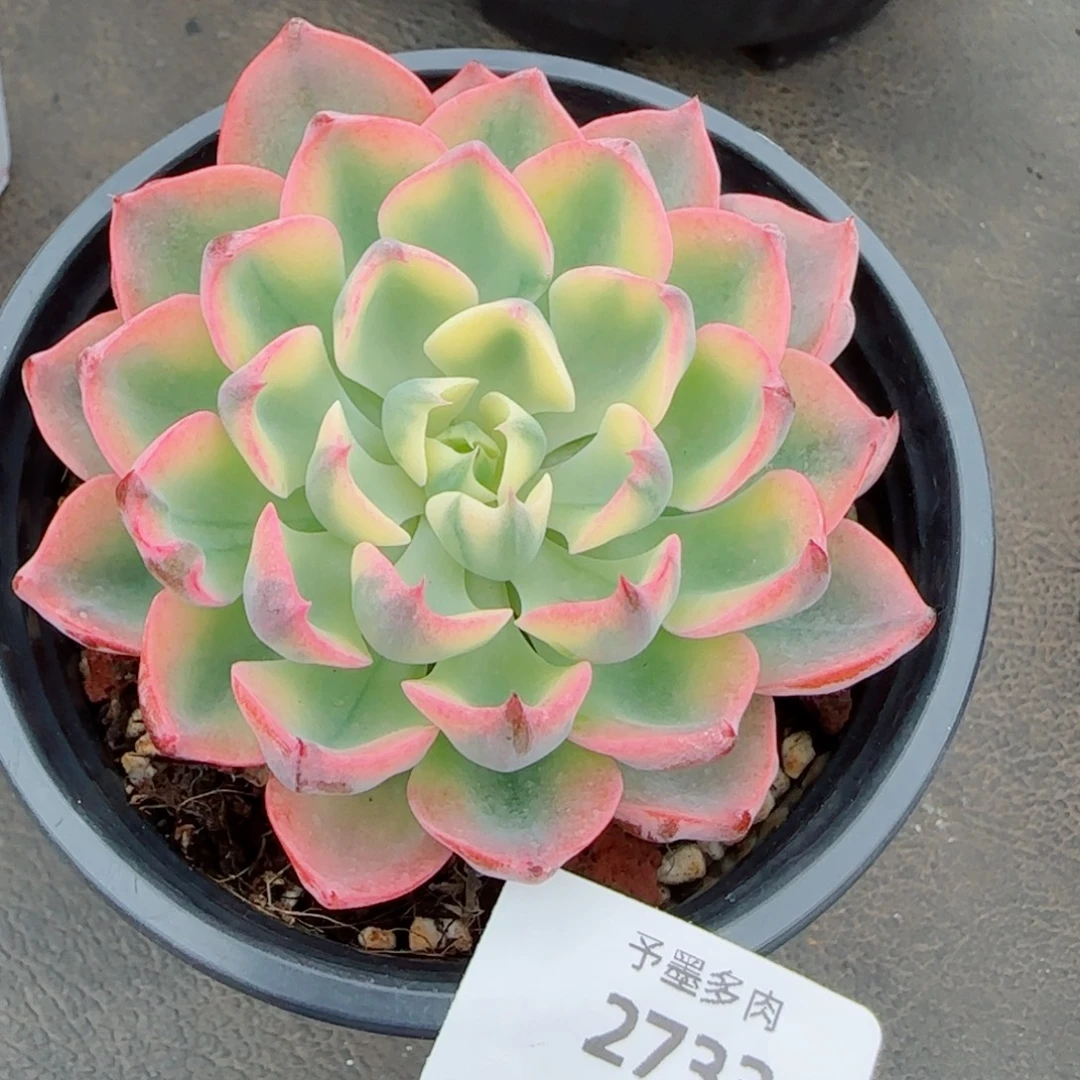 姬莲锦，2733多肉植物