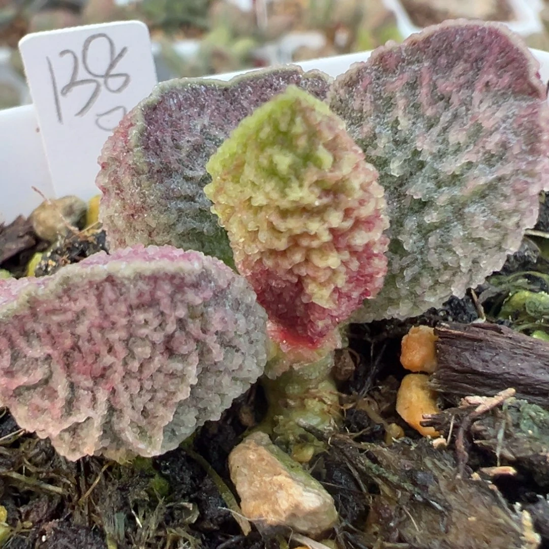 脑纹实生新品多肉植物水泡