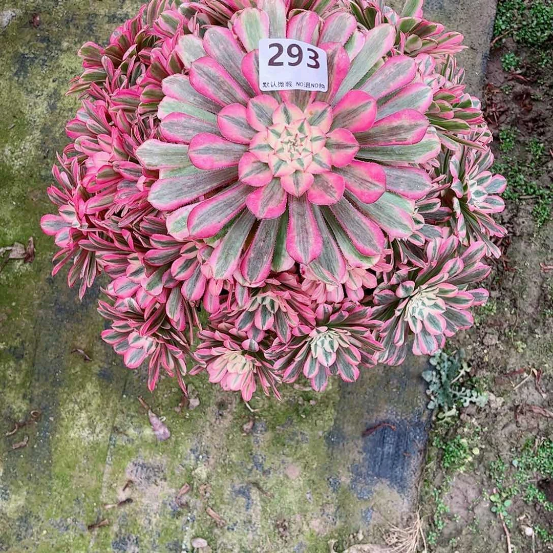 无花朵?****5多肉植物293粉同