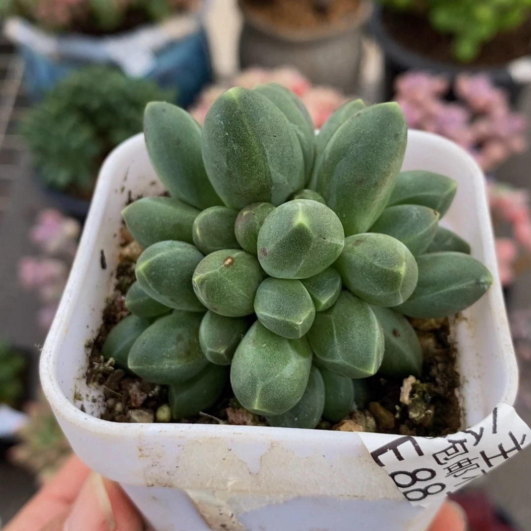 887香蕉树5cm多肉