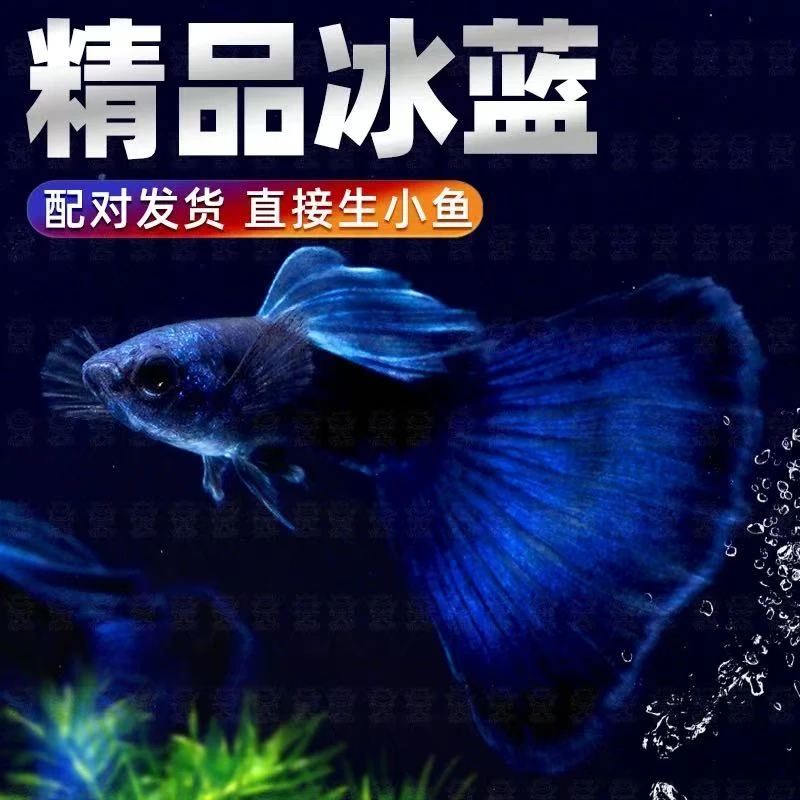 精品冰蓝孔雀鱼适合新手养殖的热带淡水观赏鱼