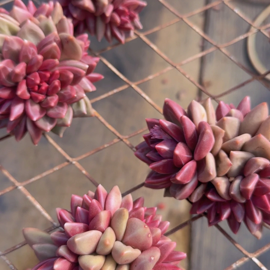 【闪购商品】六头迷雾泡泡59.9