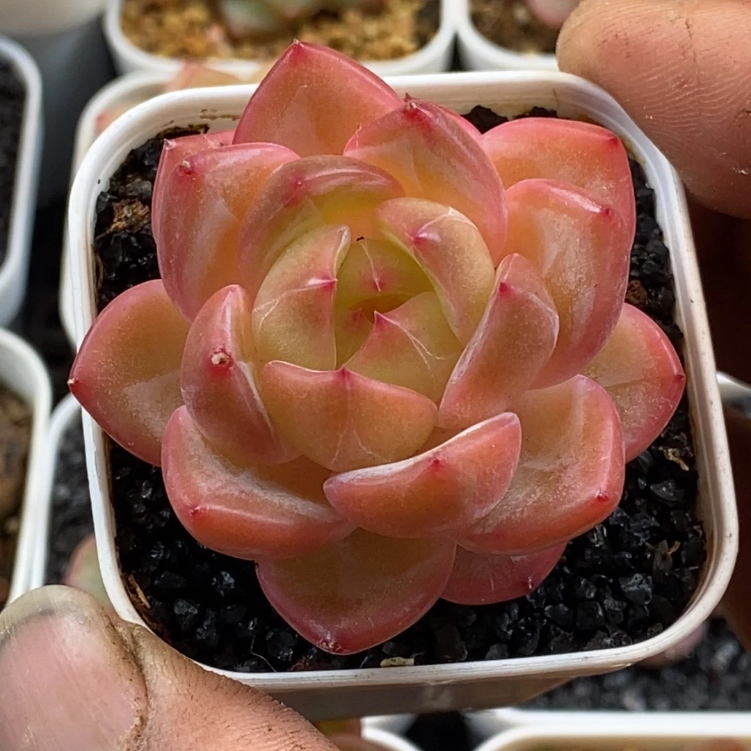 天官赐福百无禁忌