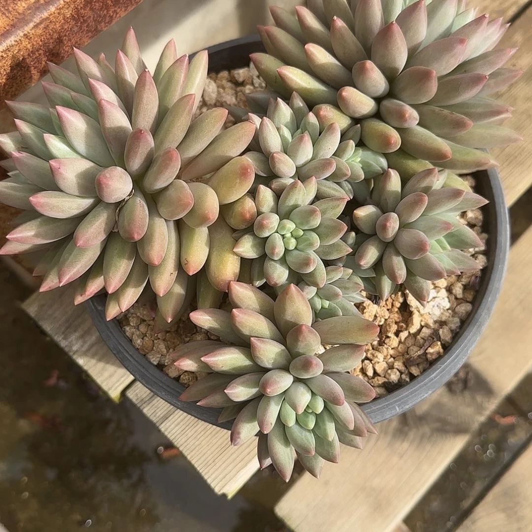 夜***子多肉植物水晶球系列