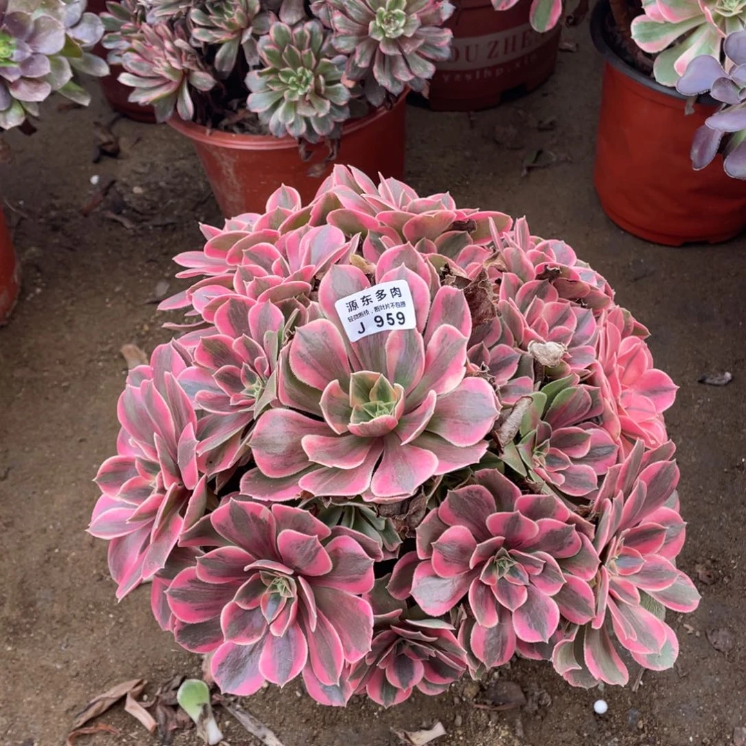 959女妖多肉法师断枝不包