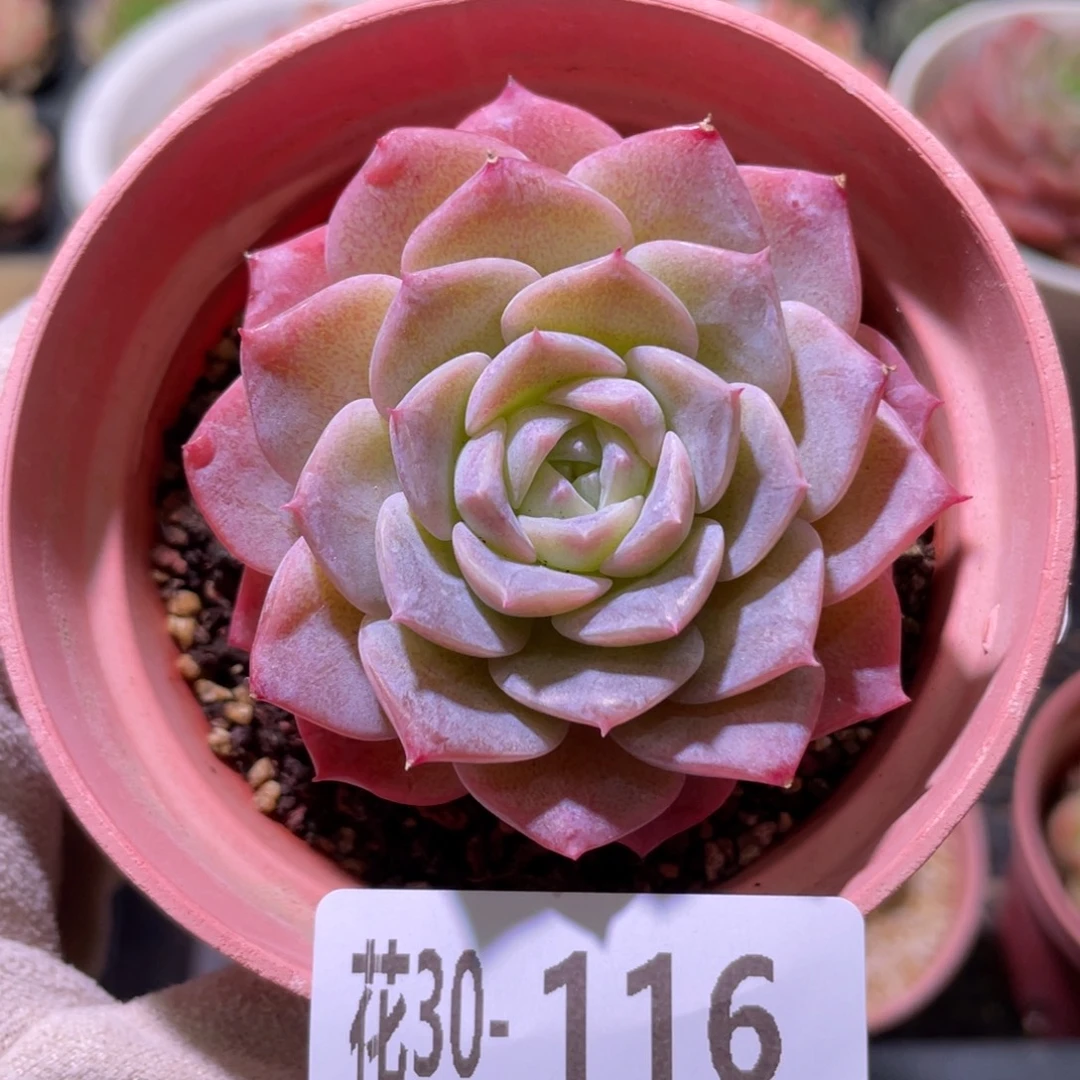 花利美30-116纯爱