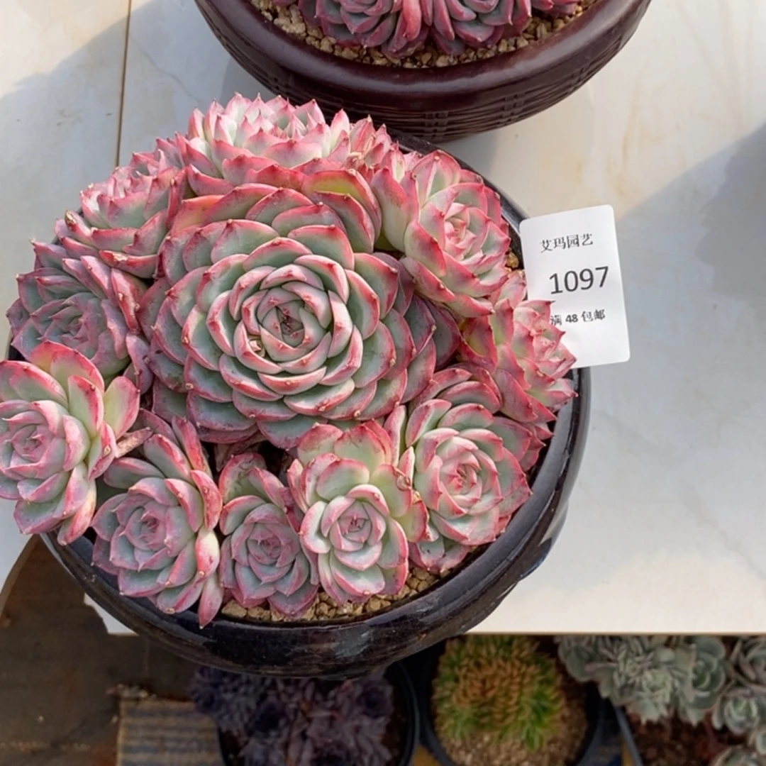 侧影群生多肉多肉097