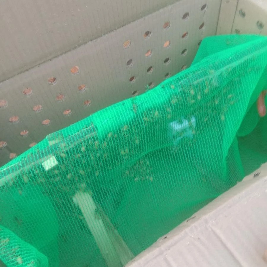 意蜂 1斤工蜂  无王 无脾  笼蜂群出售包邮包活 适合补蜂