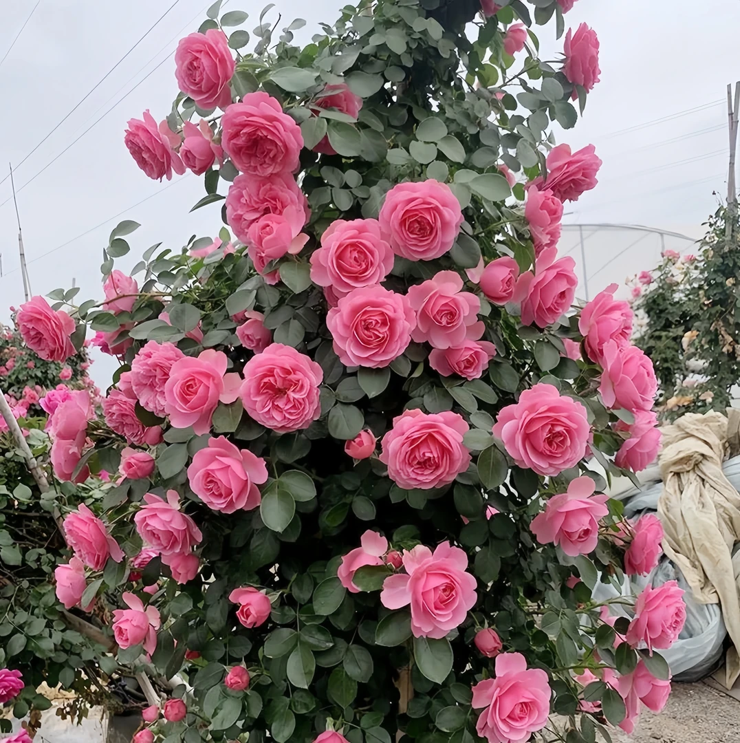 粉色达芬奇爬藤月季花苗庭院阳台花卉植物带花苞