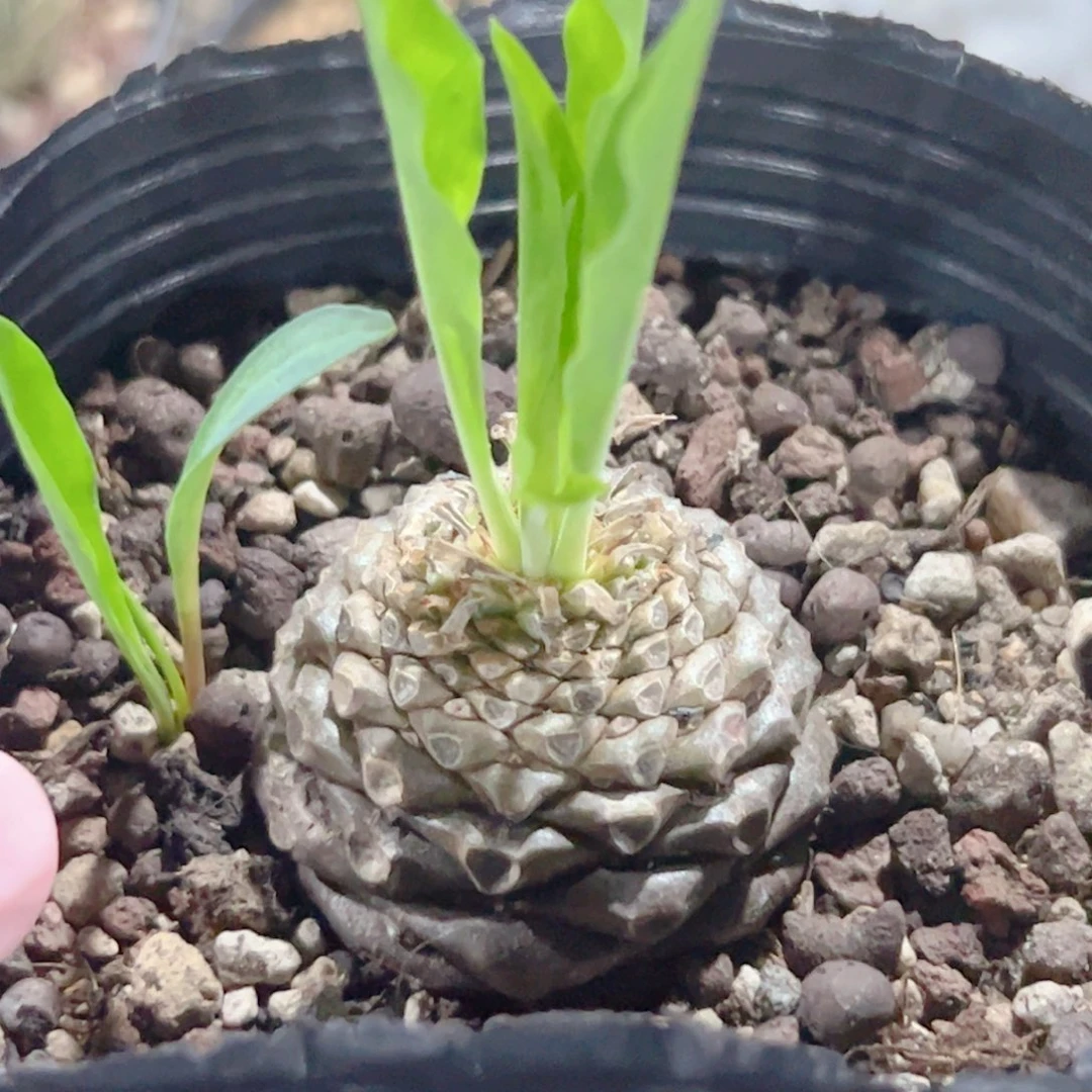 铁甲丸实生 块根