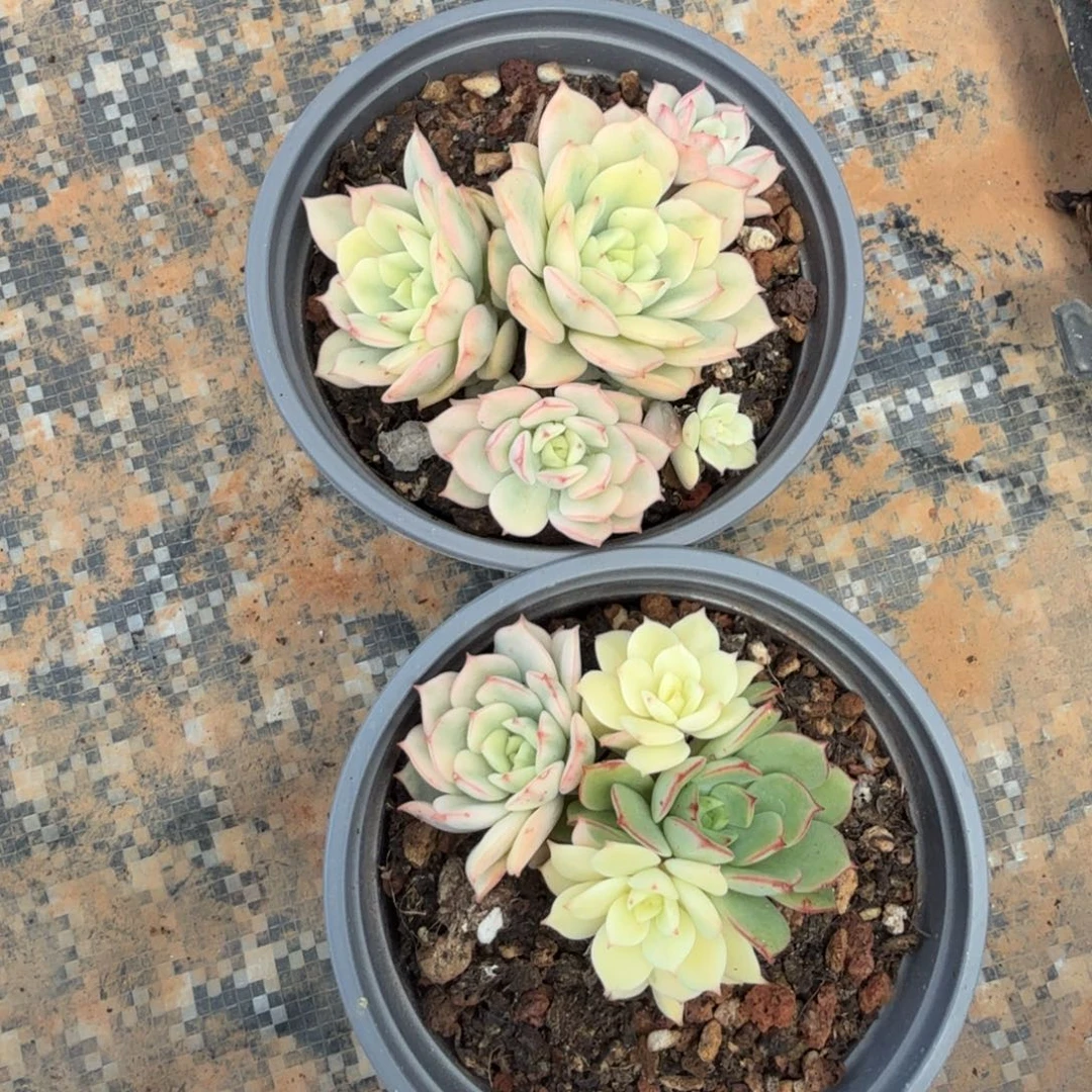 一组红化妆锦一刻资金