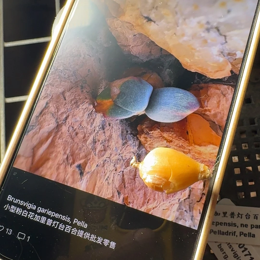 加里普灯台百合一个1