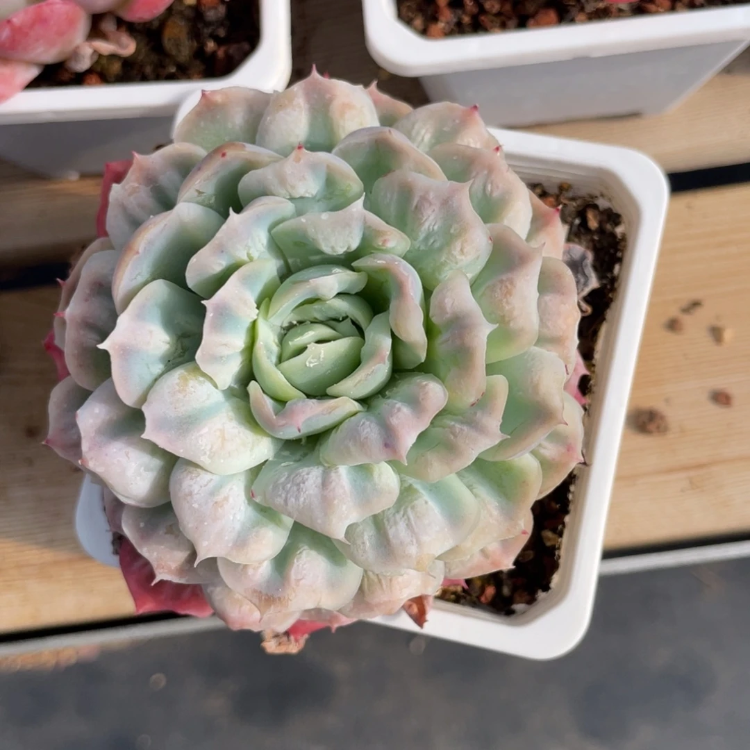 优选泡泡纱多肉福利1362