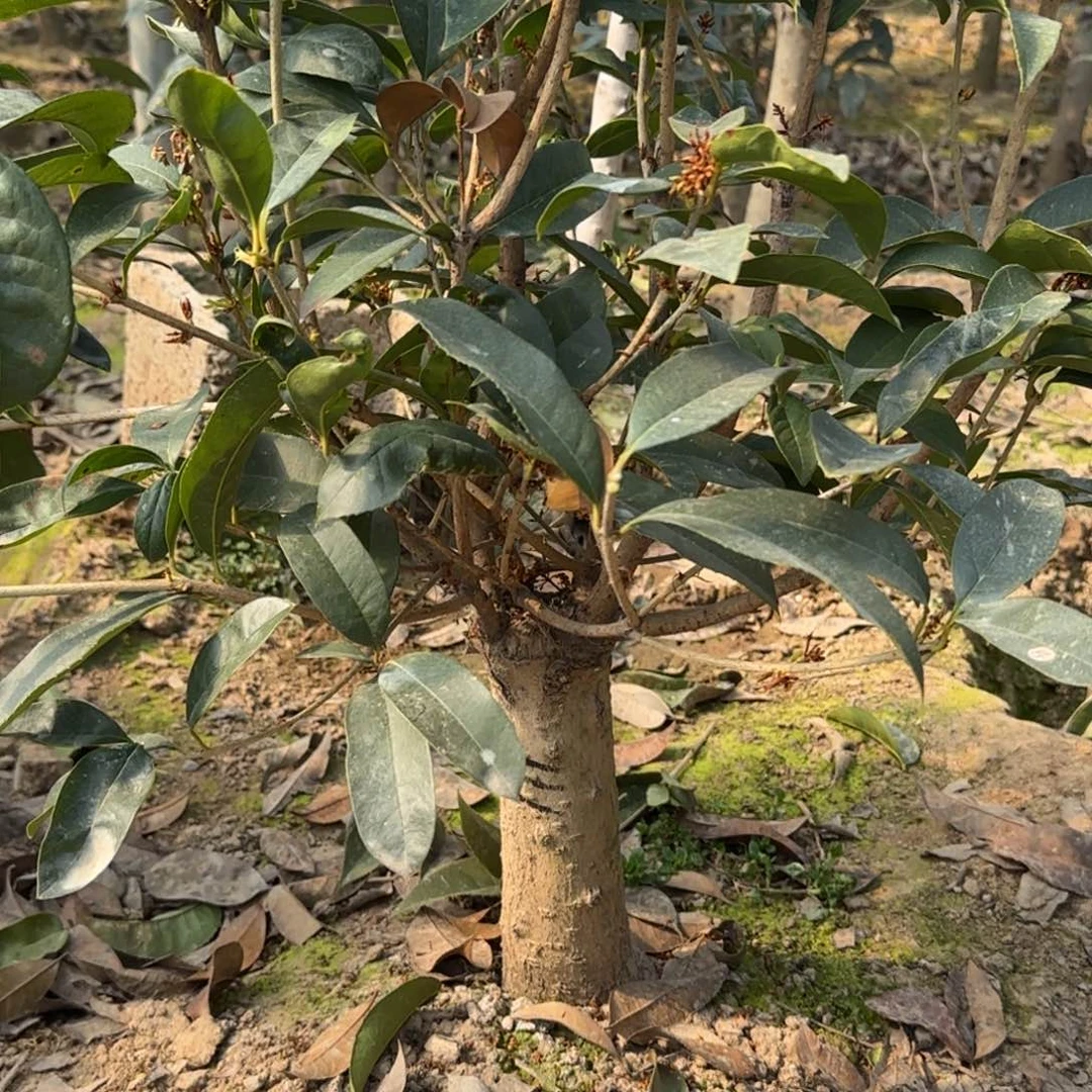 1*1桂花。四季桂系列