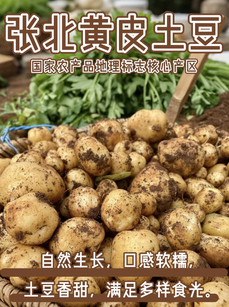 张北有机土豆 国家农产品地理标志土豆核心产区 黄壤更香更糯