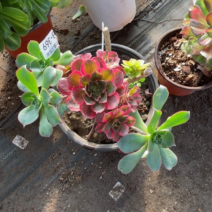 369纳福嫁接多肉123447789