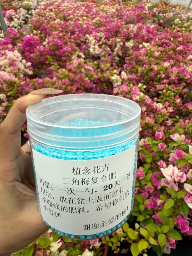 三角梅爆花神器复合肥促分枝养冠幅