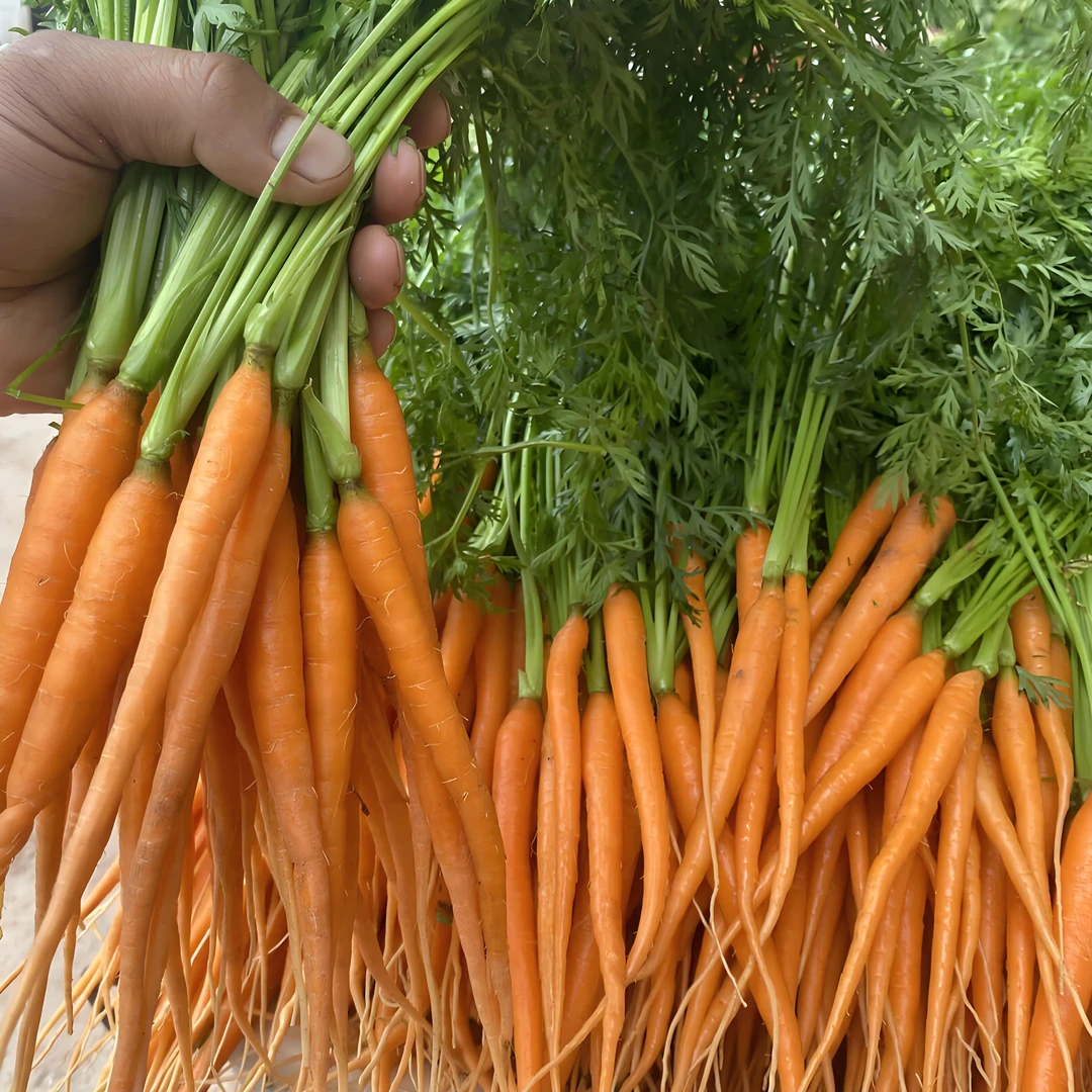 手指胡萝卜约250g~云南特产