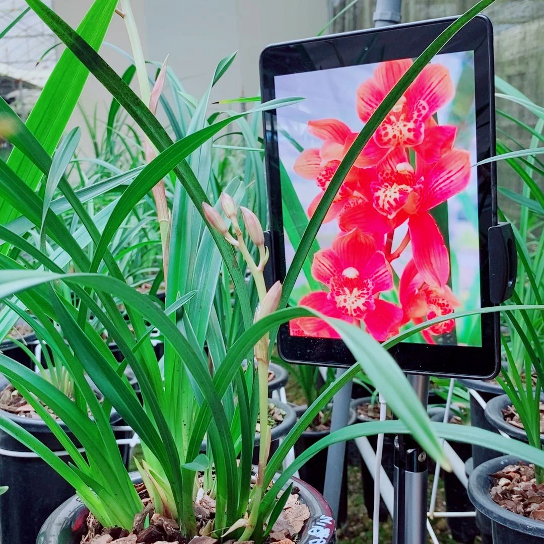 当前无花栽培后可以开花