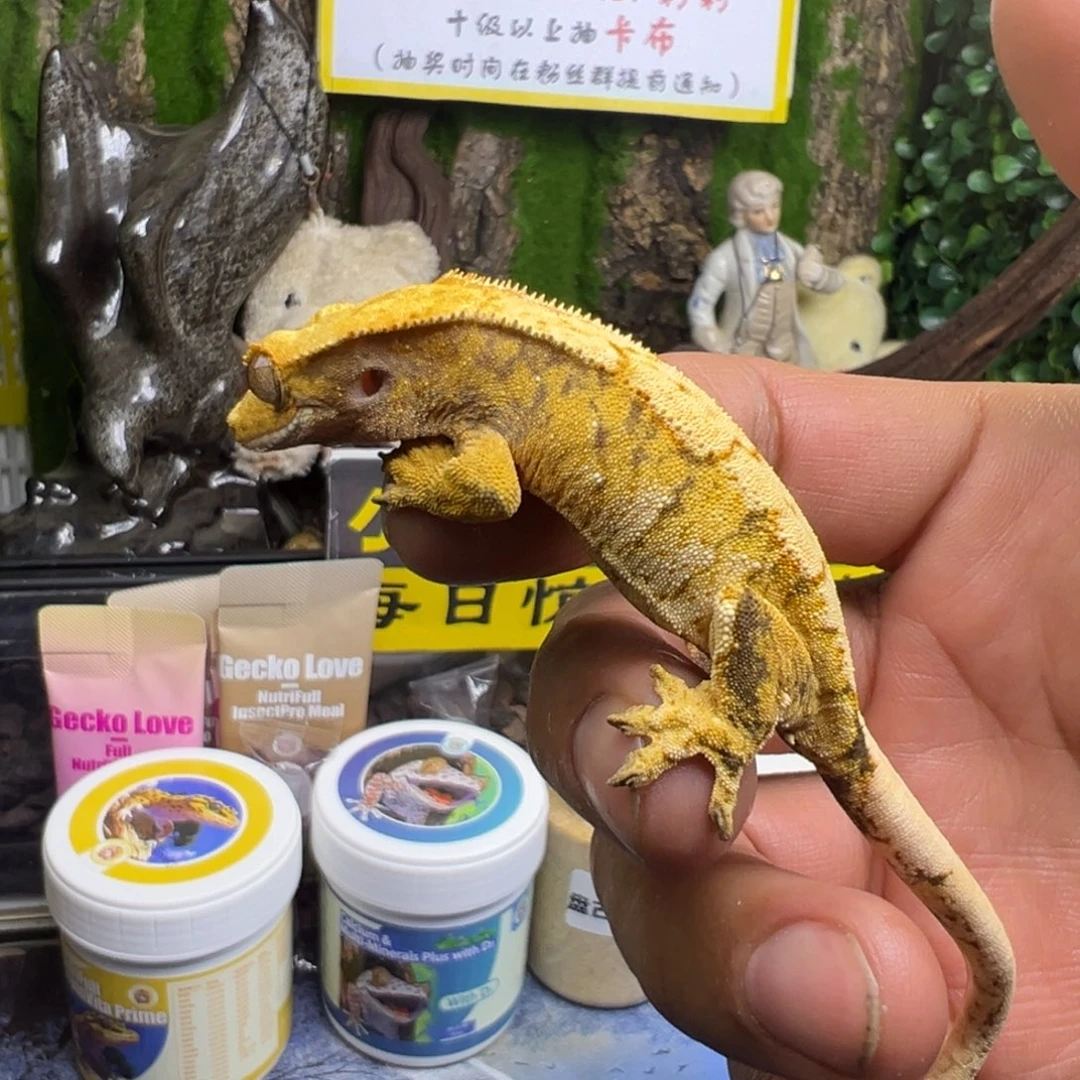 睫角守宫奶油超三