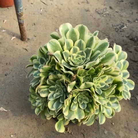 绿豆沙多肉植物040