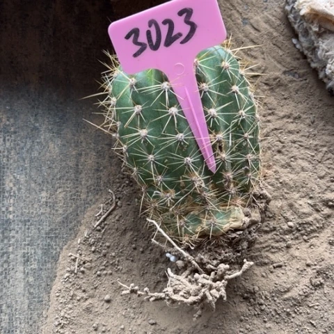 木**奶清清13毛花柱微瑕3023