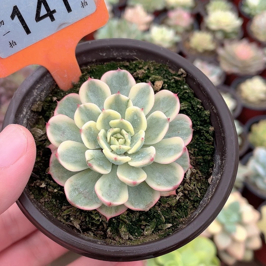 &***白141号多肉植物盆栽