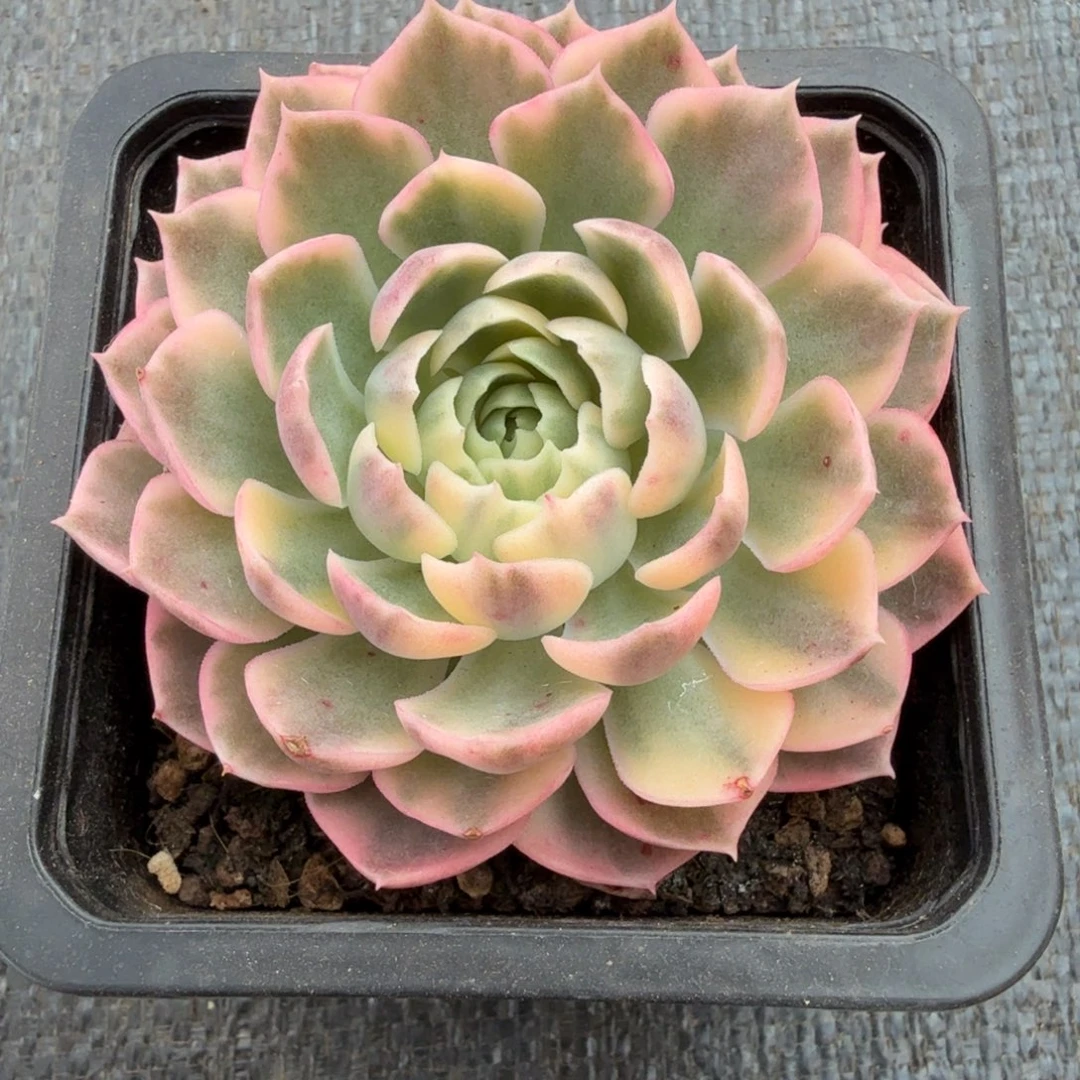 沙漠玫瑰锦锦上园艺一物一拍