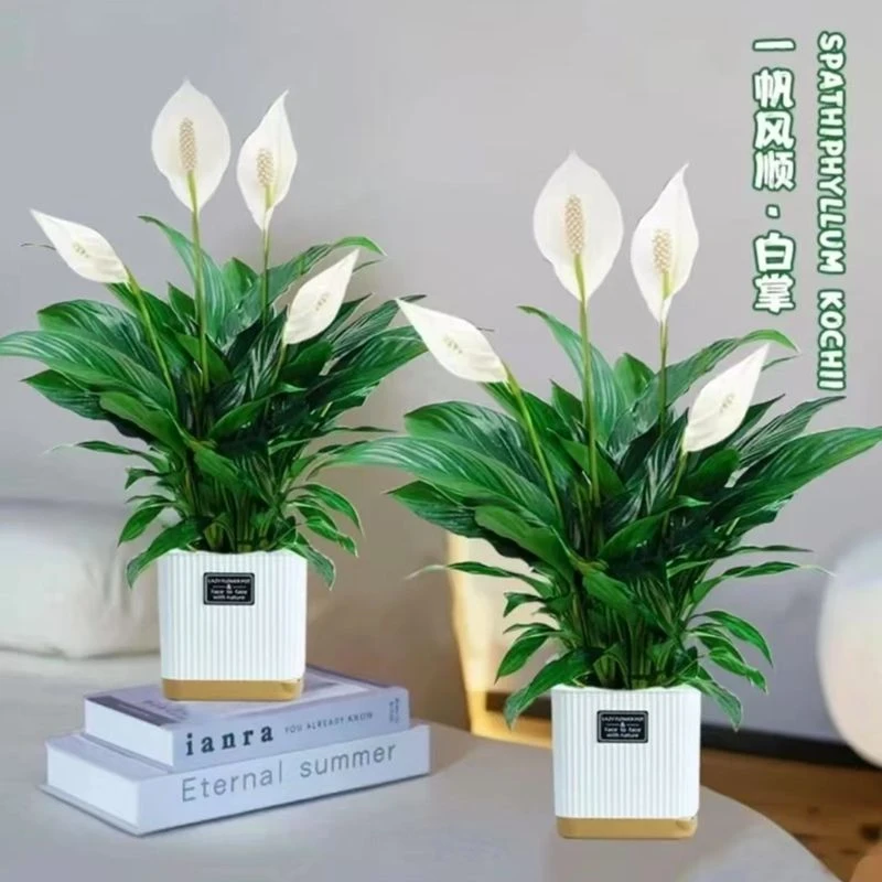 白掌带花发货 客厅室内摆放花卉绿植盆栽