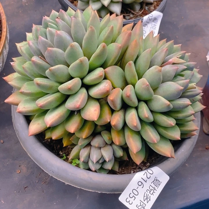 潇***肉夏悦多肉0216-53象牙