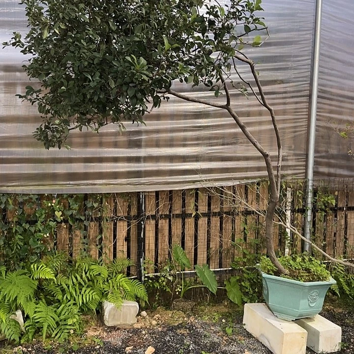 用***爱无花朵11111111111111111