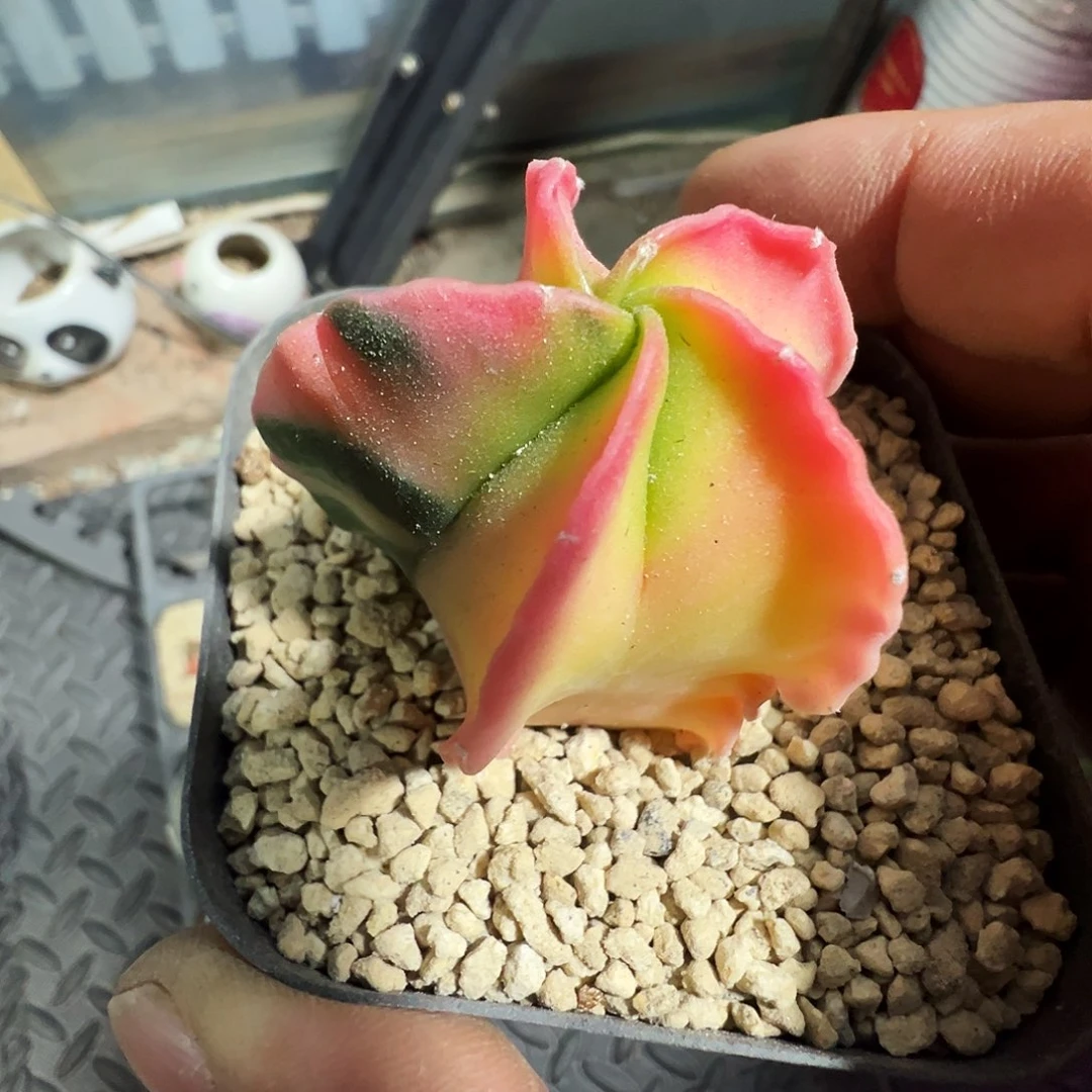 C***a鸾凤玉锦带盆发货