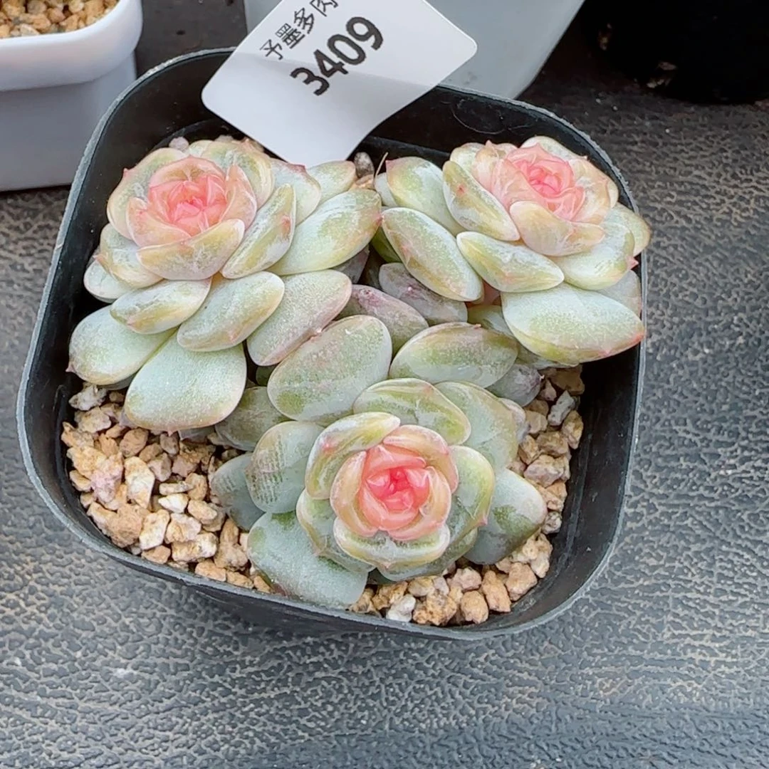 彩恋，3409多肉植物
