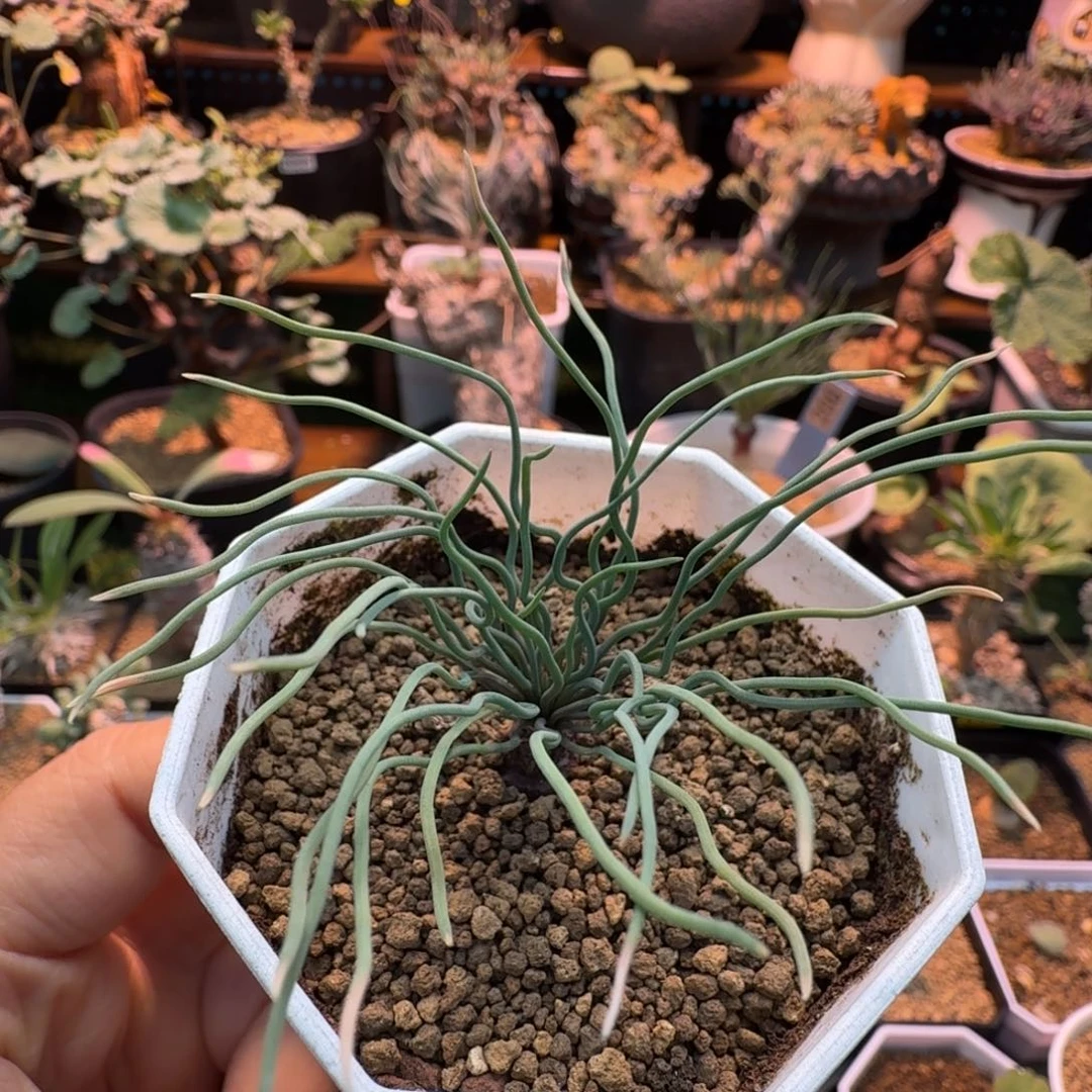 方便面弹簧草764 仙人掌