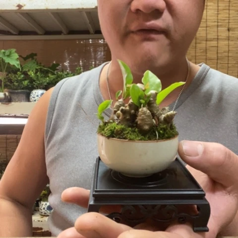 红陶一物一拍所见即所得32