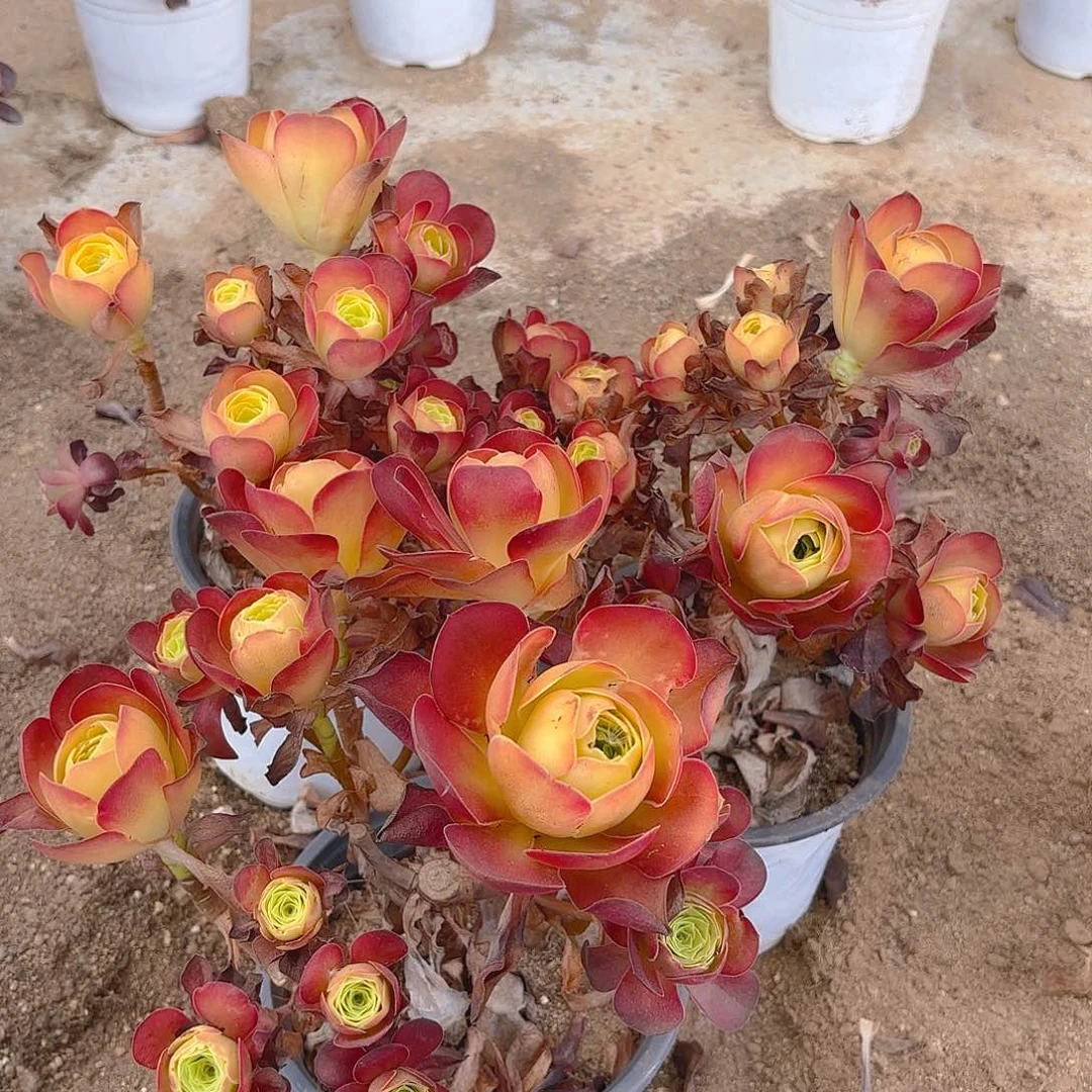 魅金砍头群多肉植物三颗