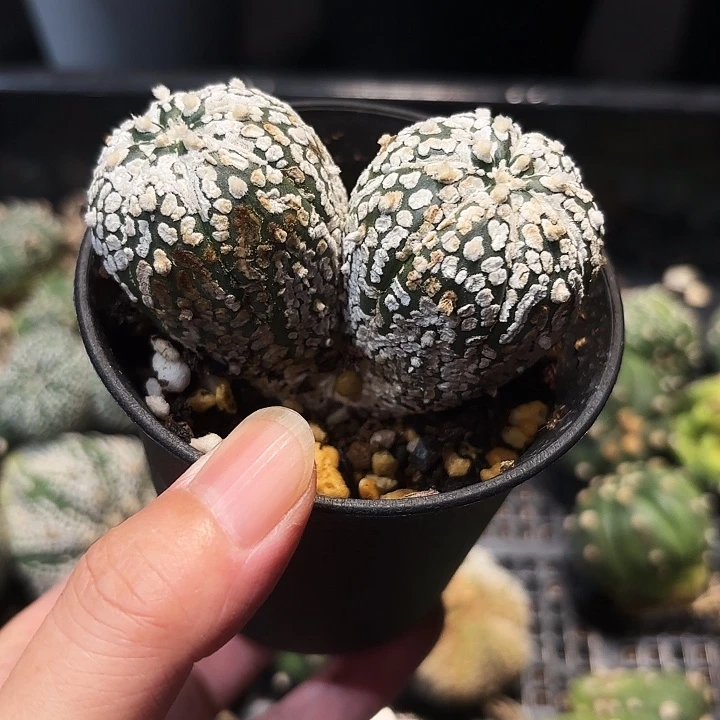 实生侧芽福袋盲盒