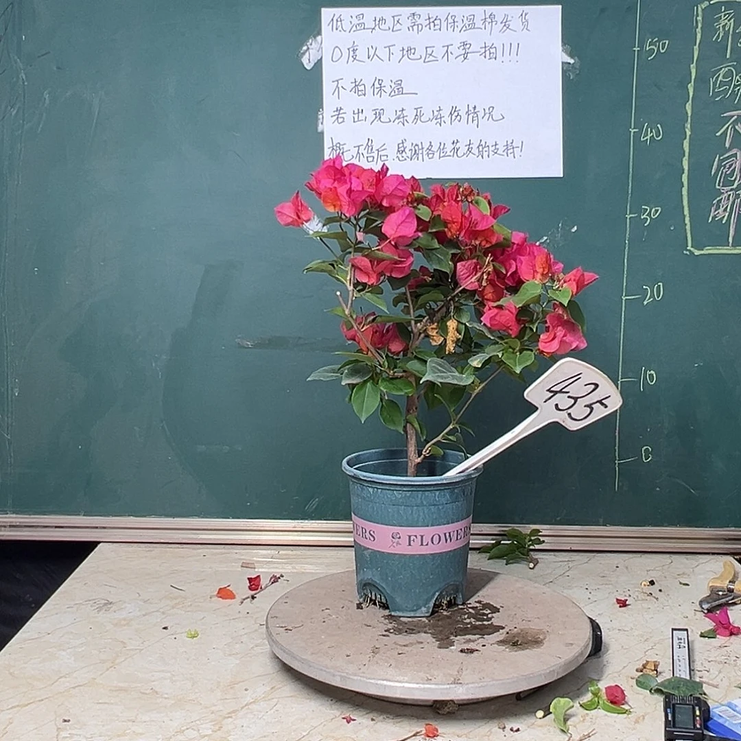 完全开放巴特夫人 435