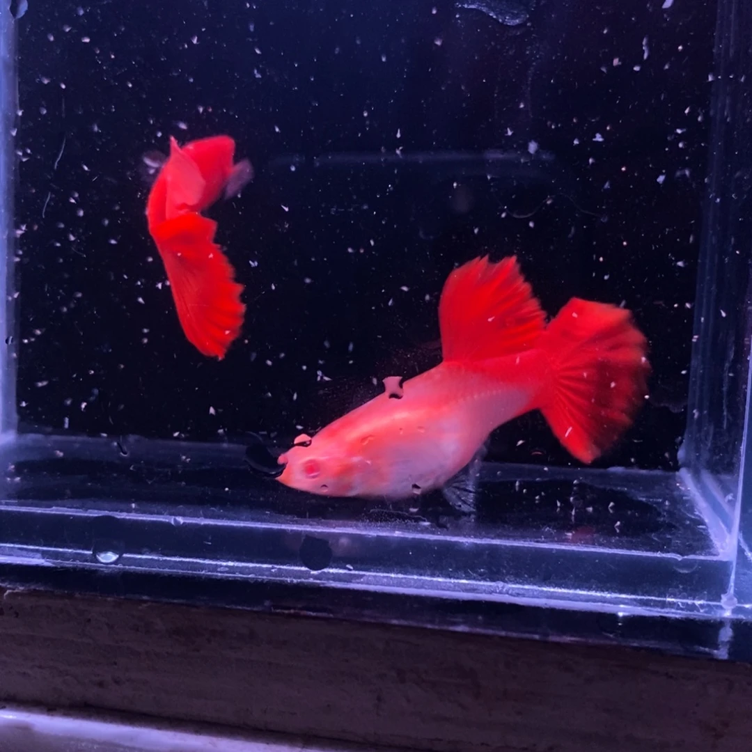 孔雀鱼极品血红一对