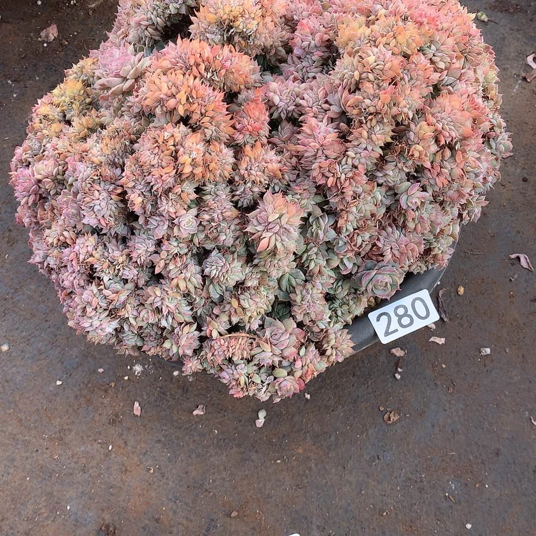 280 一物一拍多肉