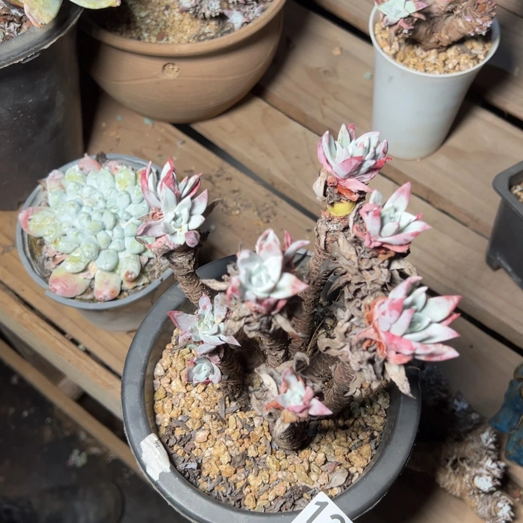 1242哈哈哈哈哈哈哈哈哈哈