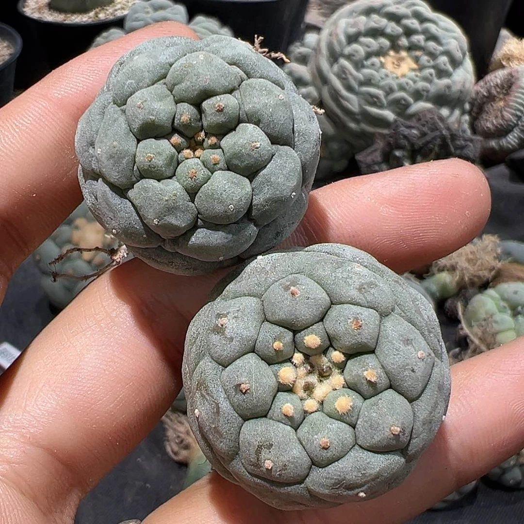 Y两个实生特小u银 打包