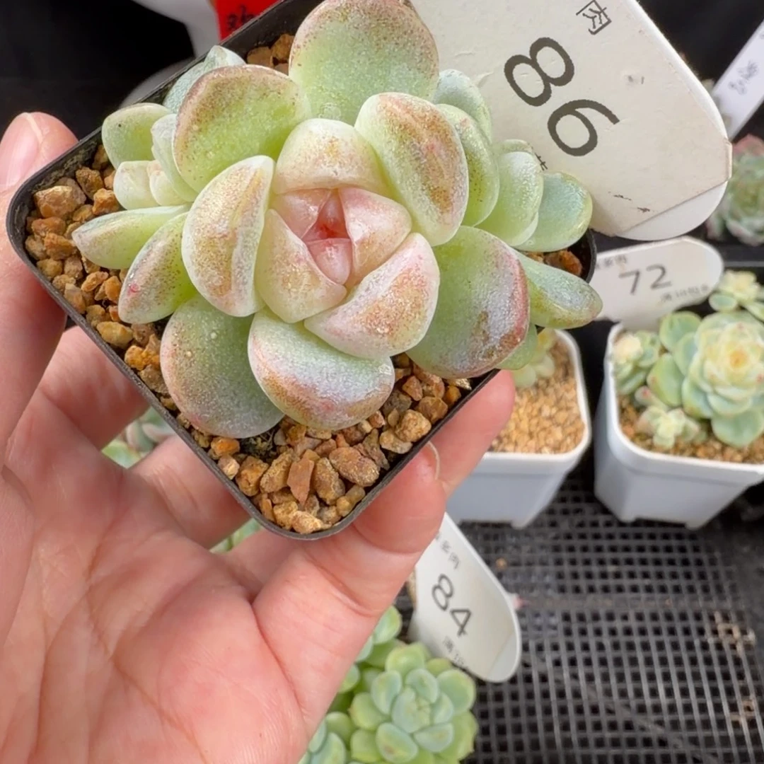 糖心冰玉三头群86号