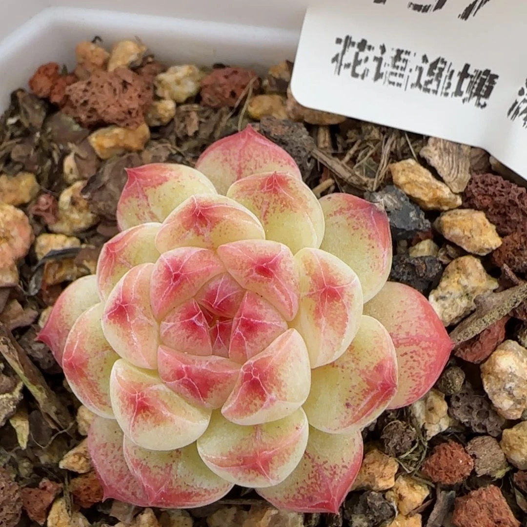 花语逸镜0128-157